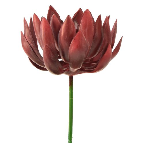 Floristik24 Soczyste Echeveria Sztuczne Rośliny Zielone Czerwone Ø12cm 19,5cm