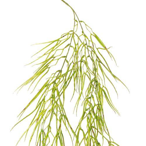Sukulent wiszący zielony 145cm