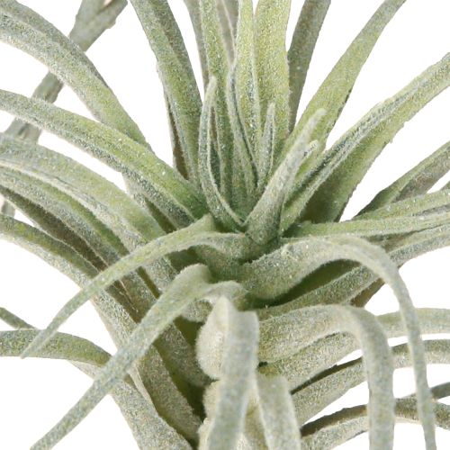 Produkt Tillandsia sukulent sztuczne rośliny zielone 13cm