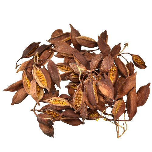 Produkt Dekoracja sucha Brachyciton naturalny drzewko butelkowe 5-10cm 1kg