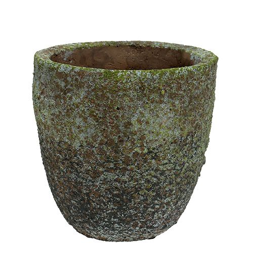 Floristik24 Doniczka z mchem Ø16cm H16cm 1szt.