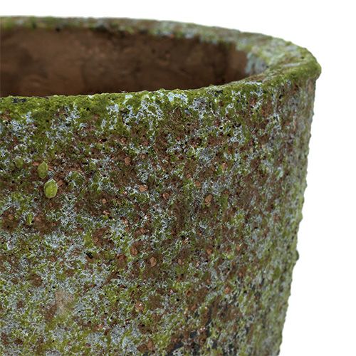 Floristik24 Doniczka z mchem Ø16cm H16cm 1szt.