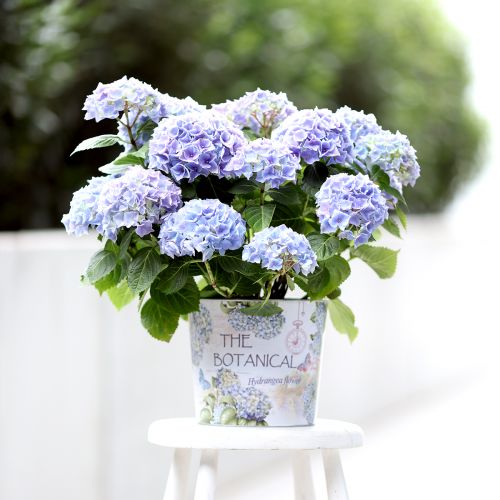 Floristik24 Metalowa donica do hortensji Ø24cm W21cm