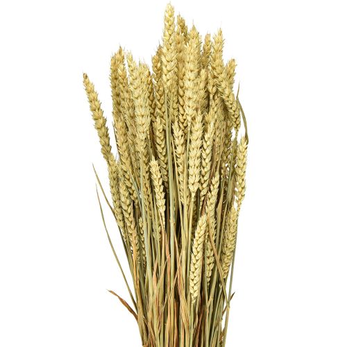 Floristik24 Pęczek pszenicy naturalny ozdobny 1 pęczek 150g