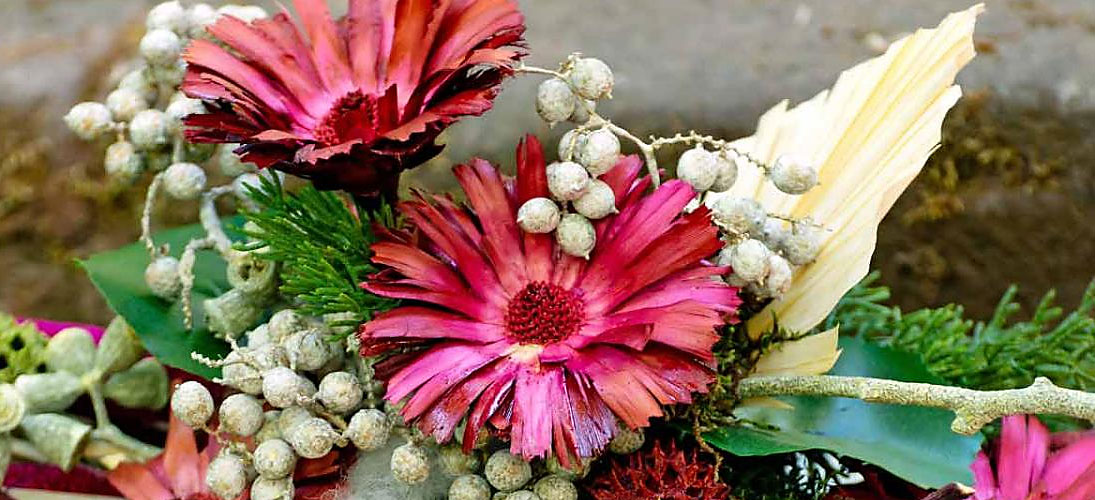 Srebrniki (Protea)