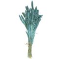 Floristik24 Kwiaty suszone, Setaria Pumila, proso niebieskie 65cm 200g