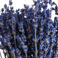 Floristik24 Suszona Lawenda Bukiet Suszonych Kwiatów Niebieski 25cm 75g