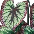 Floristik24 Begonia Sztuczne Rośliny Liść Begonie Zielony Fioletowy 62cm