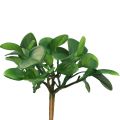 Floristik24 Sztuczna roślina zielona soczysta sztuczna zieleń W14cm