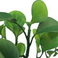Floristik24 Sztuczna roślina zielona soczysta sztuczna zieleń W14cm