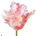 Floristik24 Sztuczny kwiat papuga tulipan Sztuczny tulipan różowy 69cm