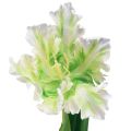 Floristik24 Sztuczny kwiat papuga tulipan Sztuczny tulipan zielony biały 69cm