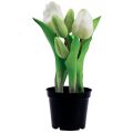 Floristik24 Sztuczne tulipany w doniczce Białe tulipany sztuczne kwiaty 22cm