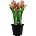 Floristik24 Sztuczne tulipany w doniczce Tulipany Brzoskwiniowe sztuczne kwiaty 22cm