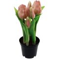 Floristik24 Sztuczne tulipany w doniczce Tulipany Brzoskwiniowe sztuczne kwiaty 22cm