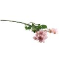 Floristik24 Sztuczne Kwiaty Sztuczne Astry Jedwabne Kwiaty Różowe 80cm