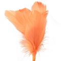 Floristik24 Pióra dekoracyjne pomarańczowe ptasie pióra na sztyfcie 36cm 12szt
