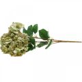 Floristik24 Bukiet hortensji sztuczny zielony, brązowy 5 kwiatów 48cm