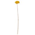 Achillea Natur Gelb Krwawnik pospolity suszone kwiaty żółte 1kg | Floristik24.pl