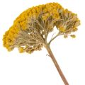 Achillea Natur Gelb Krwawnik