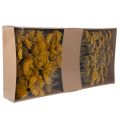Achillea Natur Gelb Krwawnik