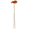 Achillea Orange suszone kwiaty, krwawnik pospolity, 45-60 cm, 1 kg | Floristik24.pl