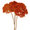 Achillea Orange suszone