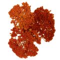Achillea Orange suszone