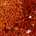 Achillea Orange suszone