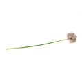 Floristik24 Allium jasnofioletowy L76cm