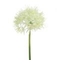 Floristik24 Allium kremowy biały L76cm