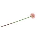 Floristik24 Allium sztuczne różowe 51cm