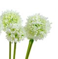 Floristik24 Allium 35cm White 6szt