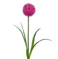 Floristik24 Allium 68cm Różowo-fioletowy