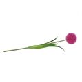 Floristik24 Allium 68cm Różowo-fioletowy