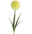 Floristik24 Allium Żółte 68cm