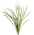 Floristik24 Allium krem z trawą 65cm 3szt.