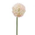 Floristik24 Allium Kremowy Różowy Ø15cm L70cm