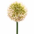 Floristik24 Allium ozdobne sztuczne różowe/zielone Ø8cm 58cm