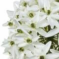 Floristik24 Kwiat Dekoracyjny Allium, Sztuczny Por Kulisty, Ozdobny Biały Ø20cm L72cm