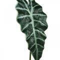 Floristik24 Sztuczny liść strzałki sztuczna roślina alocasia deco green 74cm