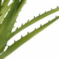 Floristik24 Aloe Vera sztuczny zielony 26cm