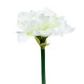 Floristik24 Amarylis Kwiat biały L 73cm 2szt.