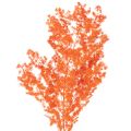 Floristik24 Suszone kwiaty szparagów, gałązka, ozdobne szparagi barwione, 65 cm, 80 g