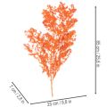 Suszone kwiaty szparagów, gałązka, ozdobne szparagi barwione, 65 cm, 80 g | Floristik24.pl
