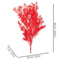 Pęczek suszonych szparagów do kompozycji kwiatowych 65cm 80g | Floristik24.pl