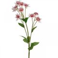 Floristik24 Duży Masterwort Sztuczny kwiat jedwabiu Astrania Biały różowy L61cm