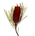 Floristik24 Banksia Hookerana czerwona 7szt.