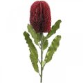 Floristik24 Kwiat Sztuczny Banksia Czerwony Burgundowy Egzotyczny 64cm