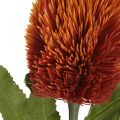 Floristik24 Sztuczny Kwiat Banksia Pomarańczowy Jesienna Dekoracja Pogrzebowa Kwiatowy 64cm